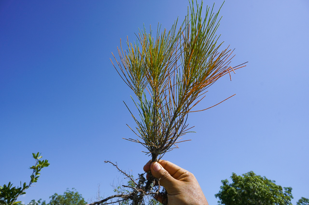 Casuarina qué es