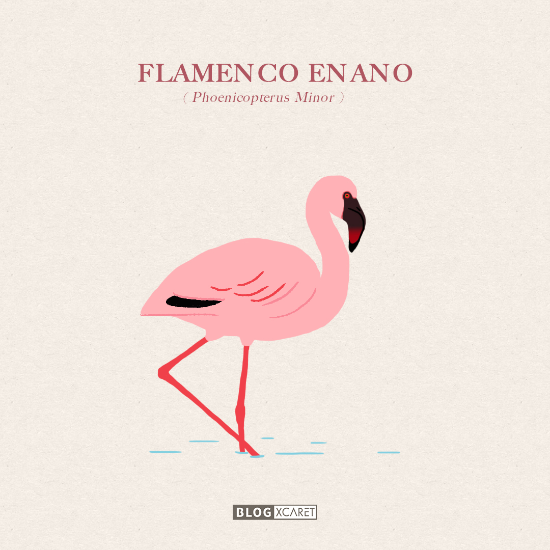 FLAMENCOS ENANO