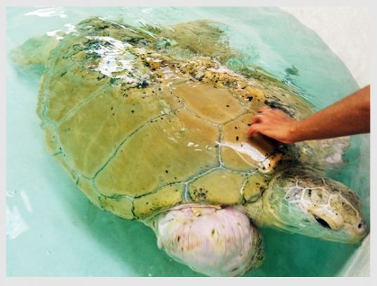 turtle-conservation-program-xcaret