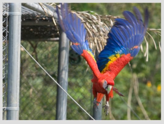 volando-a-casa-guacamayas-xcaret