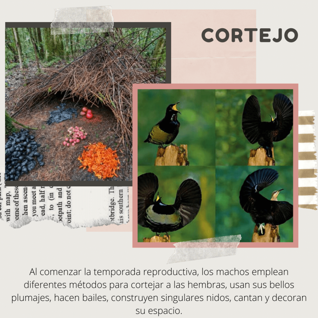 cortejo de aves