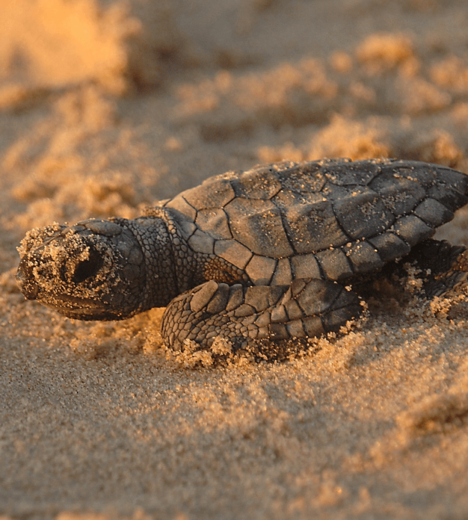 Razones por las que recuperamos y acopiamos el sargazo en Xcaret - tortugas marinas