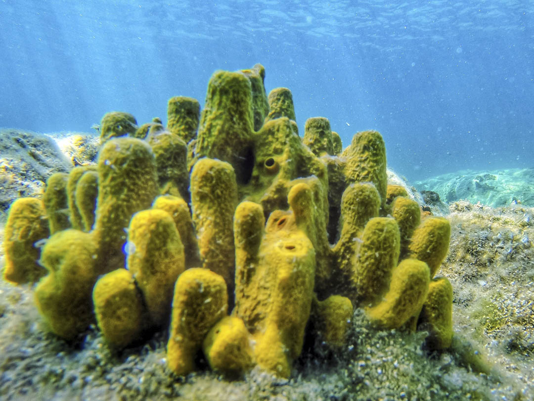 5 Reasons why we all need the ocean to live