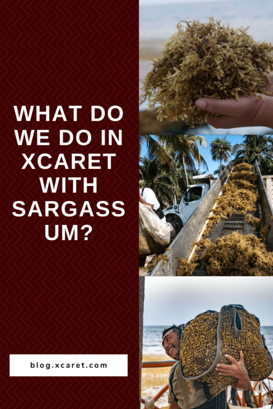 What-do-we-do-in-Xcaret-with-sargassum_-1