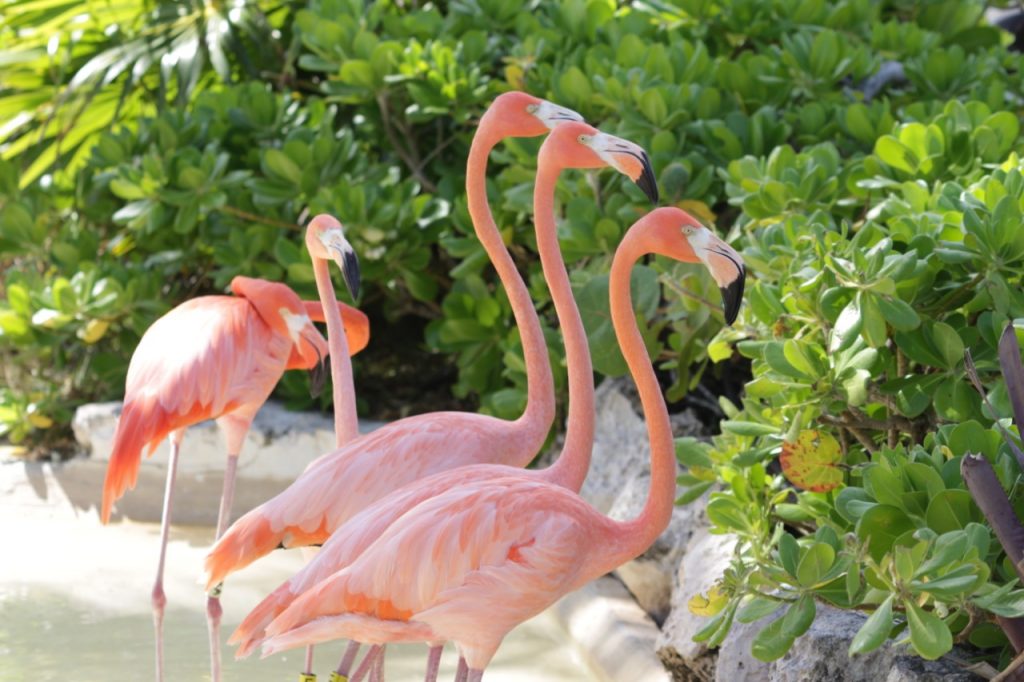 FUN FACTS ABOUT FLAMINGOS THAT YOU PROBABLY DIDN'T KNOW