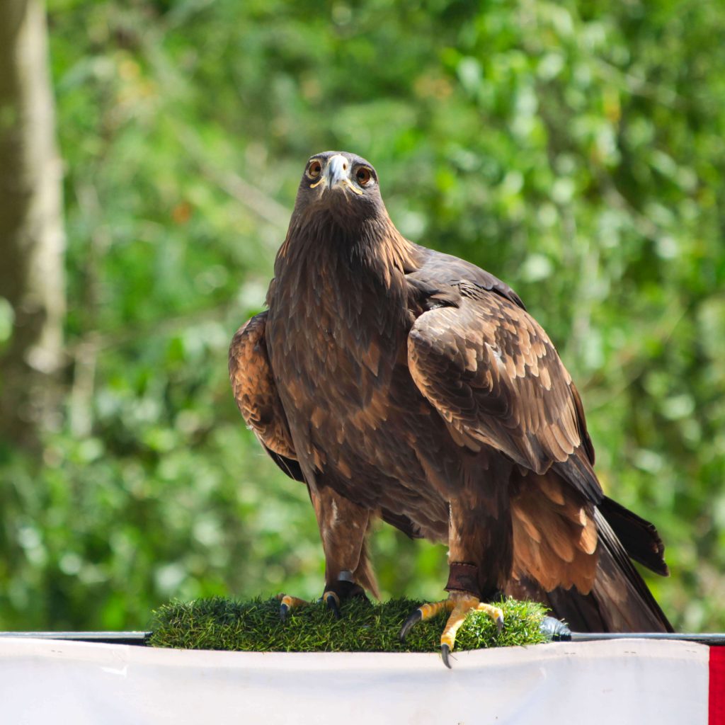 10 especies que podrás observar en el aviario de Xcaret