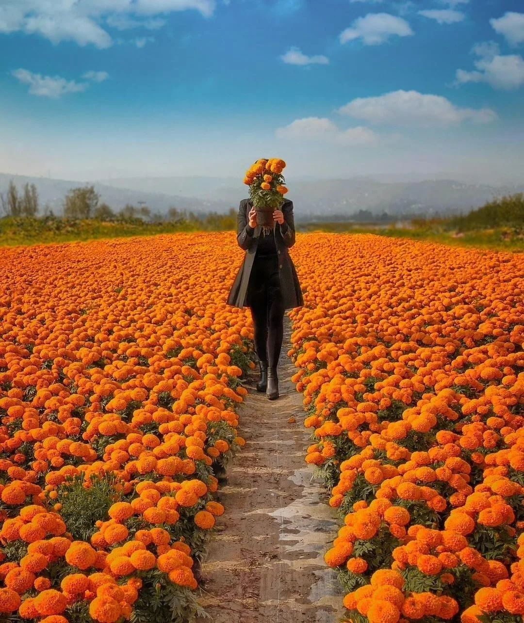 marigold-field