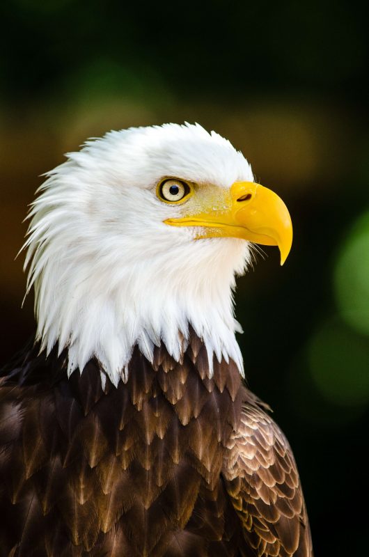 Águila Calva y Águila Real Símbolos en peligro de extinción