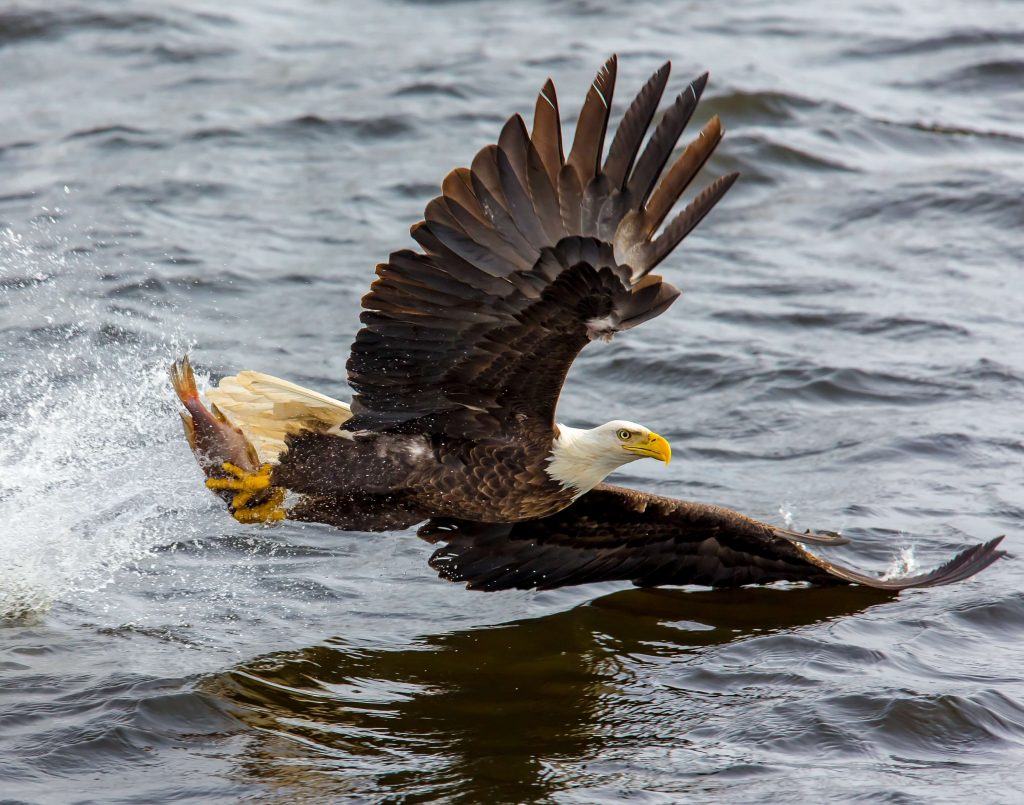 Águila Calva y Águila Real Símbolos en peligro de extinción