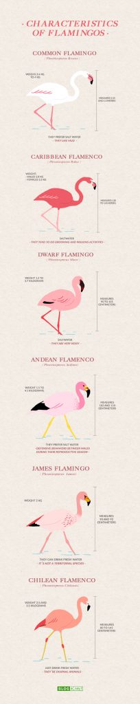 flamingos