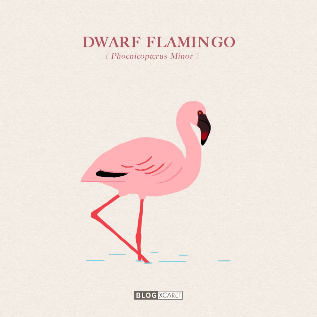 flamingos