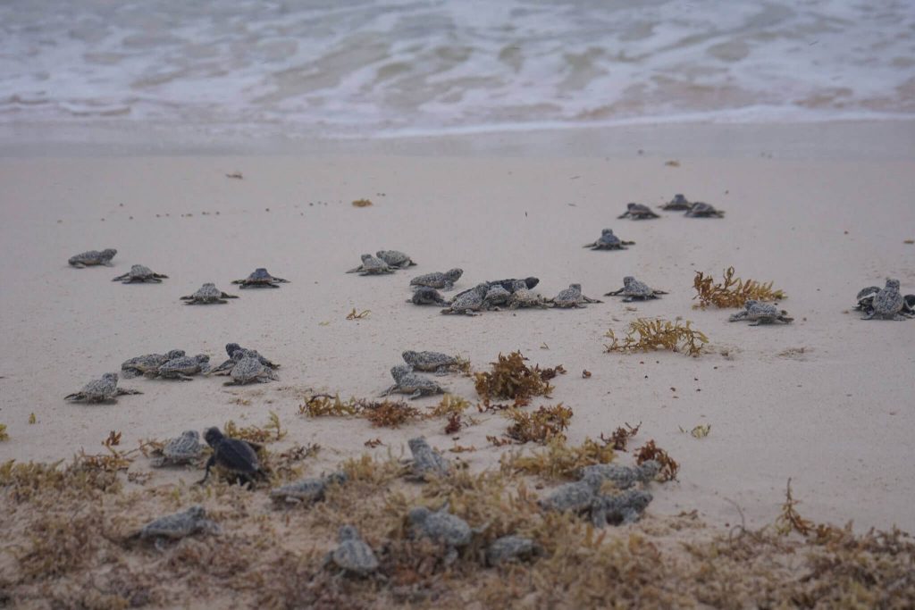 tortuguitas bebes en la playa