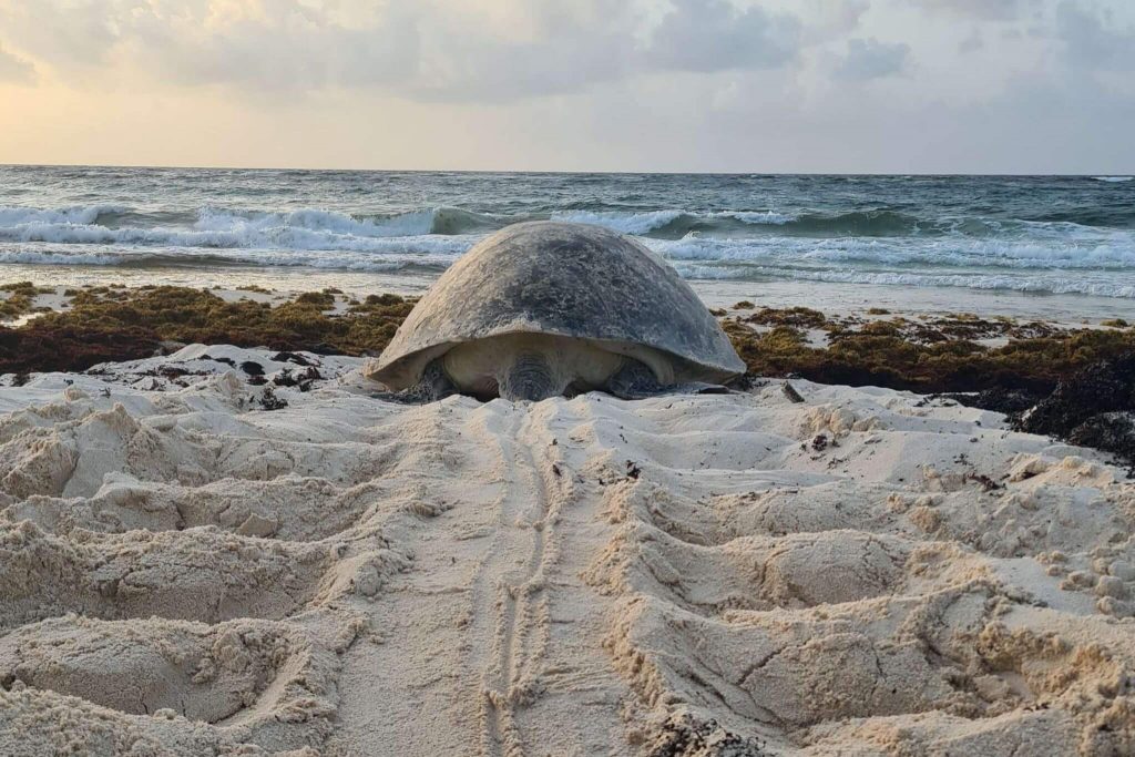 tortuga marina hembra anidando 