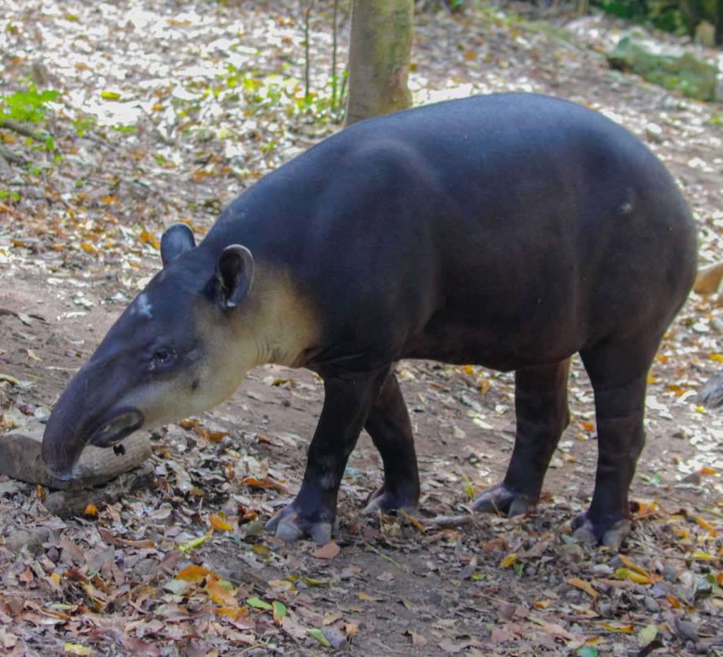 10 datos interesantes del tapir-buscando