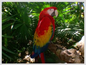 Guacamaya