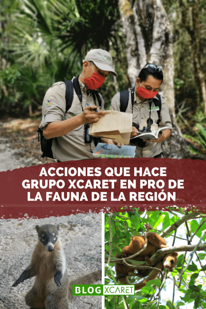 Acciones de Grupo Xcaret en pro de la fauna de la región