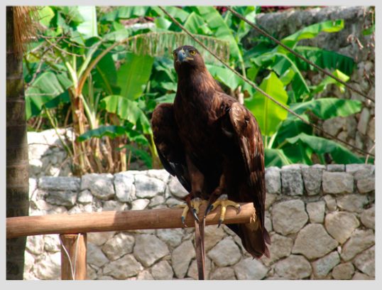 xcaret-aviario