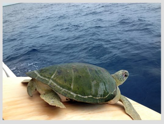 liberacion-tortugas-xcaret