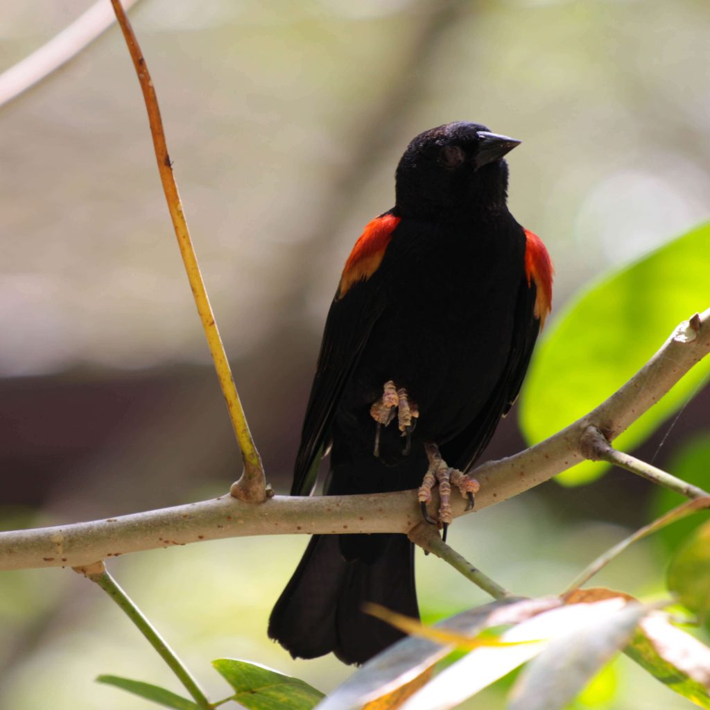 10 especies que podrás observar en el aviario de Xcaret