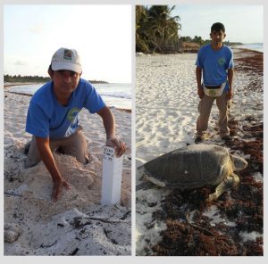 tortuguero en playa