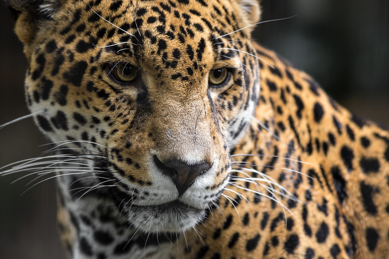 Jaguar - Animales en Peligro de Extinción
