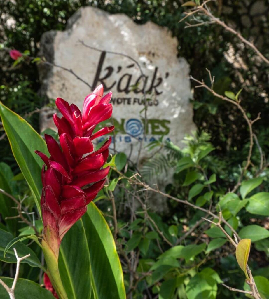 Descubriendo la naturaleza del Cenote K'áak' - bromelias