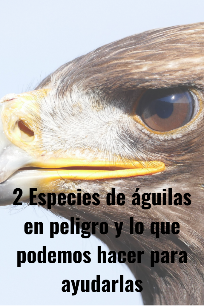 Águila Calva y Águila Real Símbolos en peligro de extinción