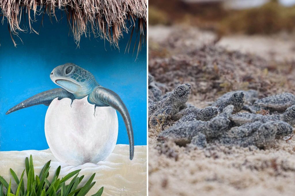 Protección de tortugas marinas en Xcaret y la Riviera Maya 