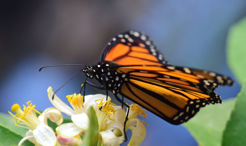 10 Espectáculos Naturales En México