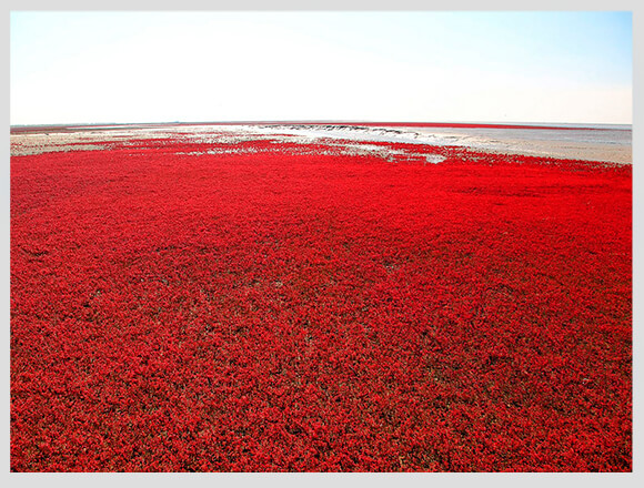 The Top 10 Rarest Beaches in the World