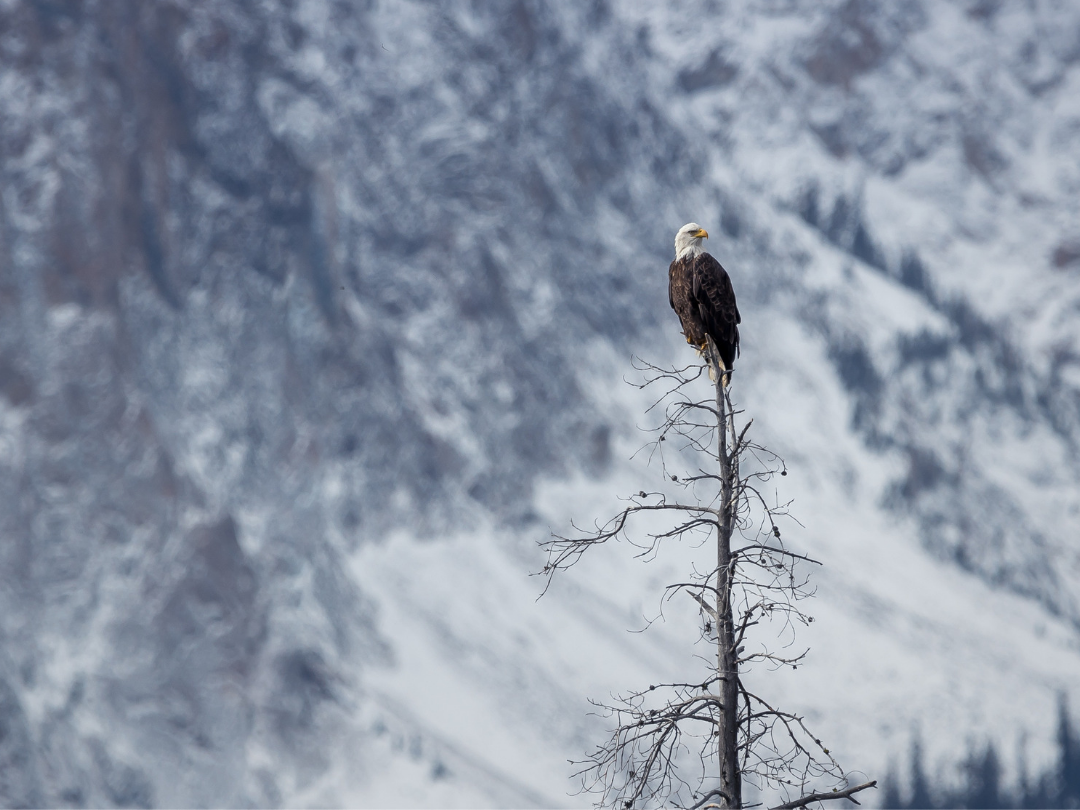 Águila Calva y Águila Real Símbolos en peligro de extinción