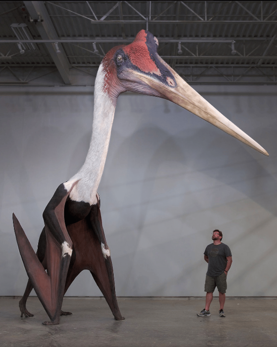 Chinese pterodactyl wings its way to the United Kingdom