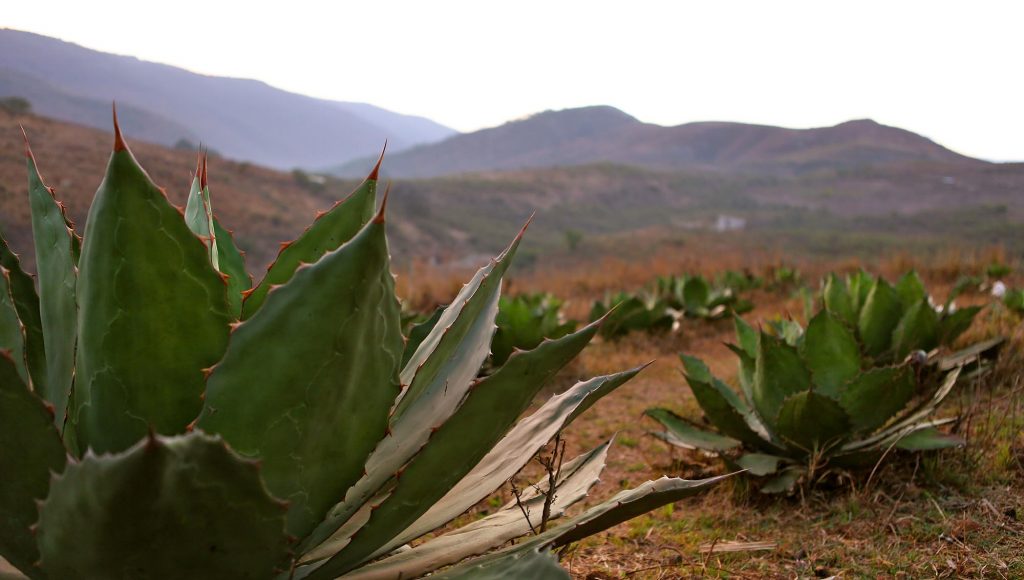 agave-paplote