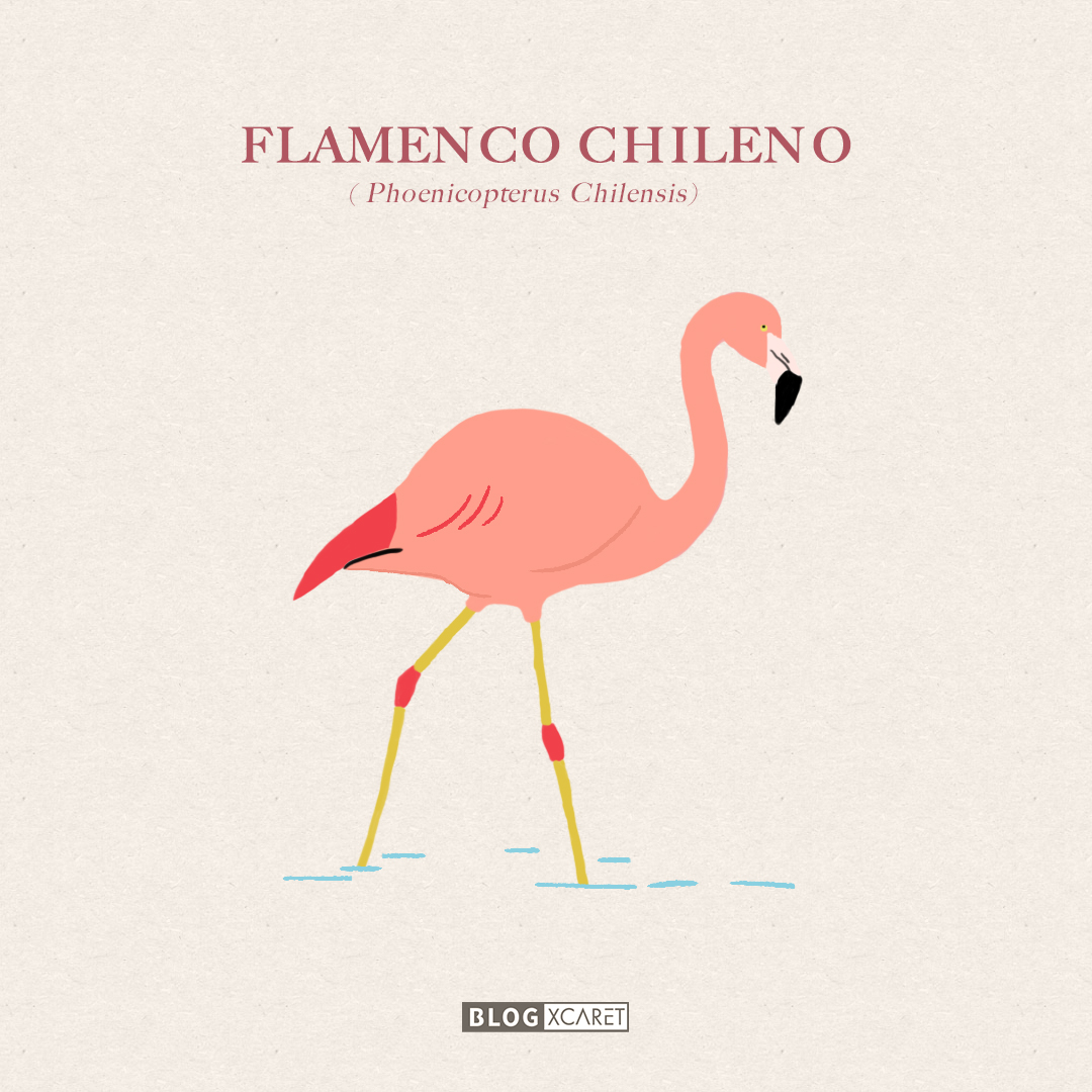 FLAMENCOS CHILENO