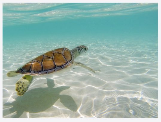 marine-turtles-cancun