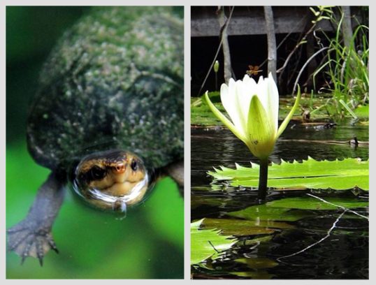 fauna-flora-quintana-roo