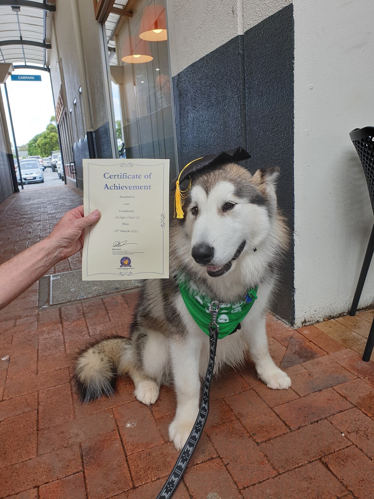 Positive Response Dog Training