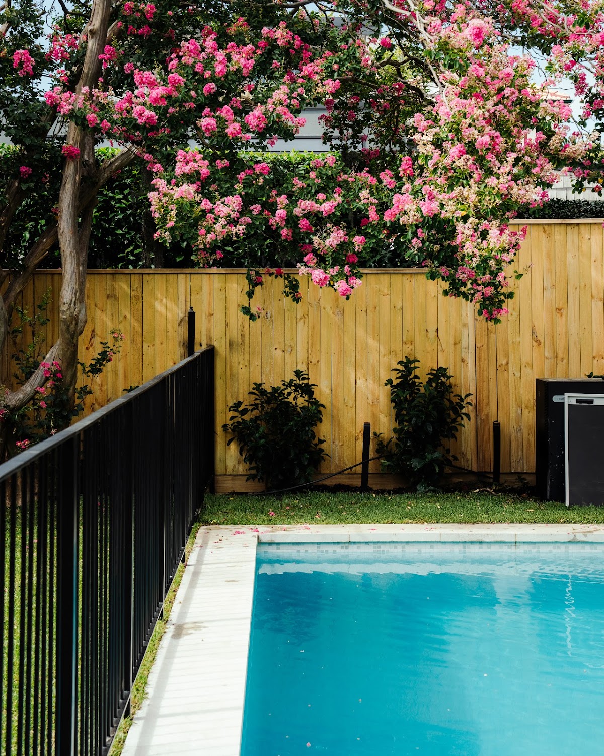 A turquoise swimming pool is visible behind a wooden fence covered in pink flowers, creating a serene outdoor setting.