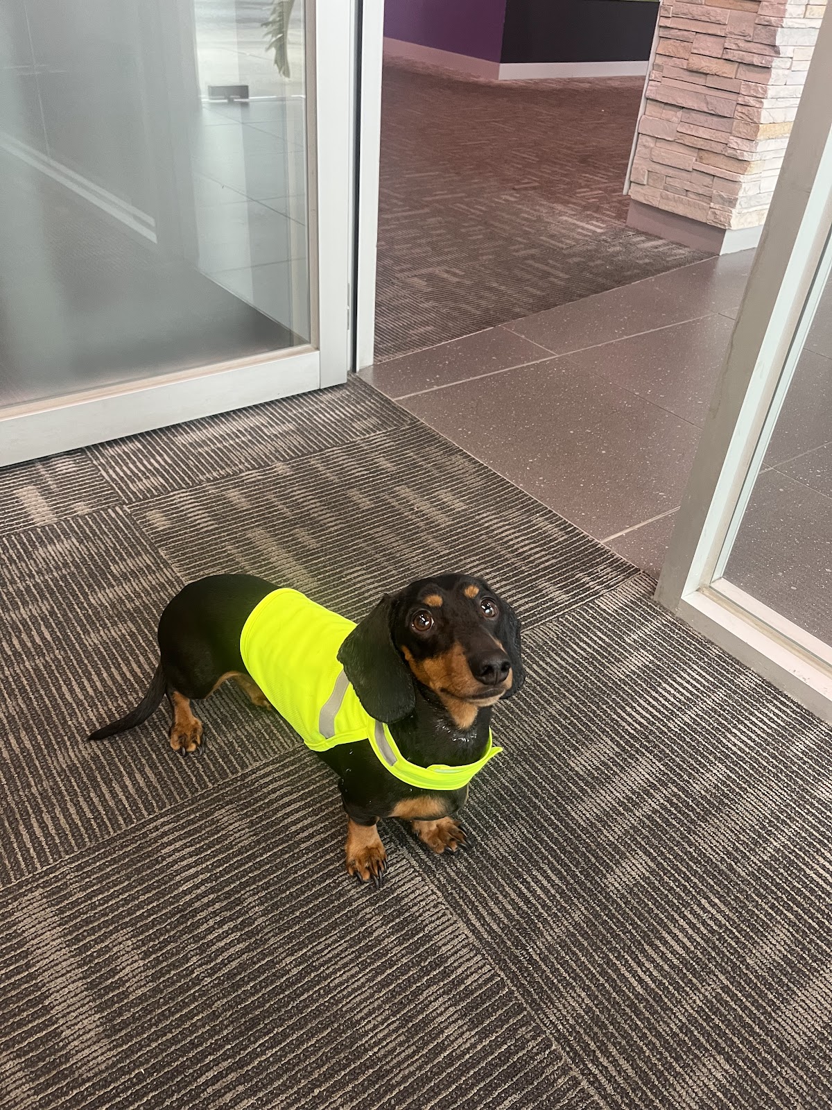A dachshund wearing a neon yellow vest stands on a textured floor inside what appears to be a fitness facility.