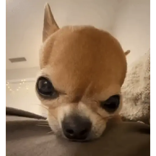 stickers_PeRROs__AdOrAbLeS_🐕🐶