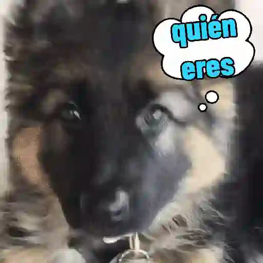 stickers_perros,_reacciones👑