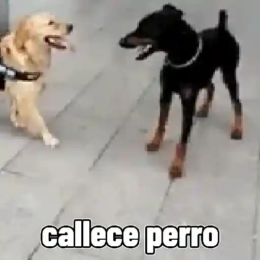 stickers_perros,_reacciones👑