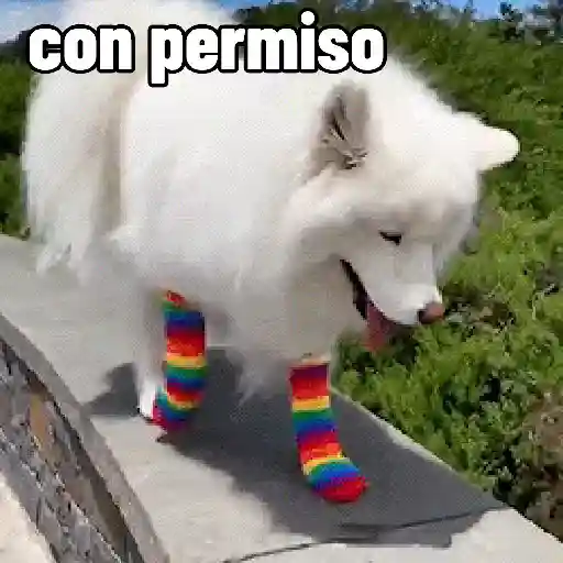 stickers_perros,_reacciones👑