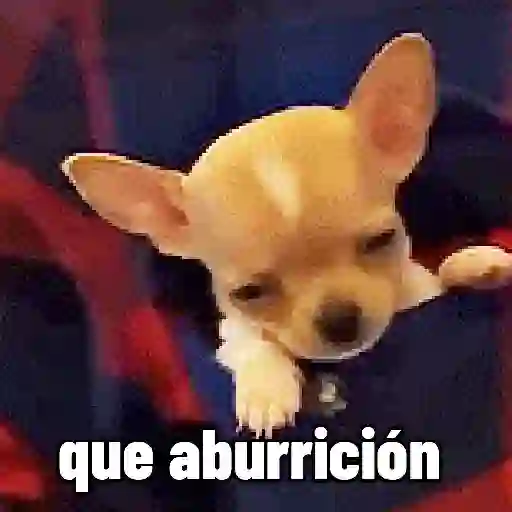 stickers_perros,_reacciones👑