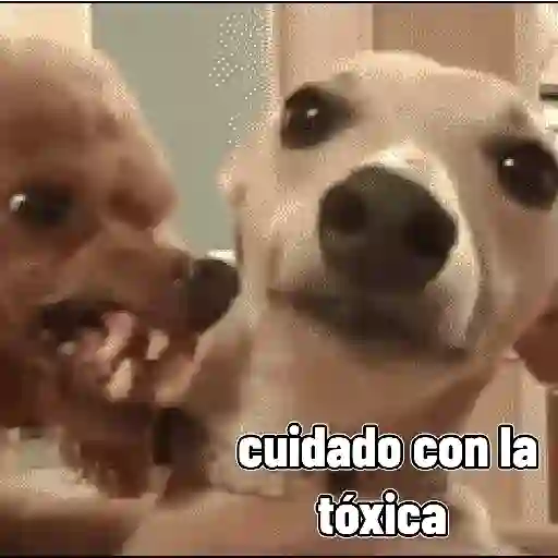 stickers_perros,_reacciones👑