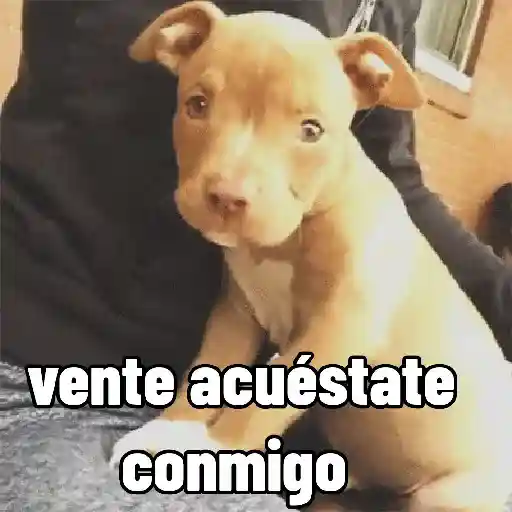 stickers_perros,_reacciones👑