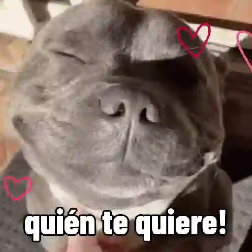 stickers_perros,_reacciones👑