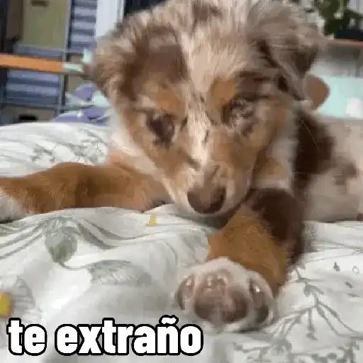 stickers_perros,_reacciones👑