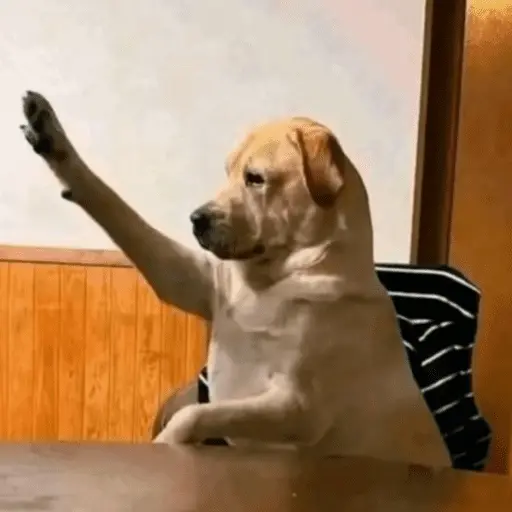 stickers_Memes_Tiktok_