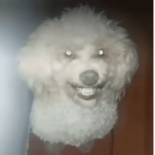 stickers_Memes_Tiktok_